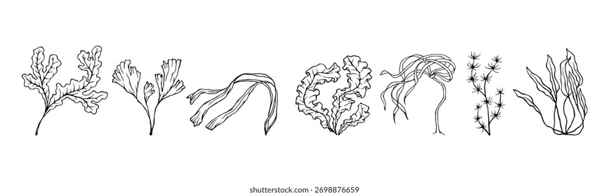A set of sketches of various seaweed. Vector graphics.