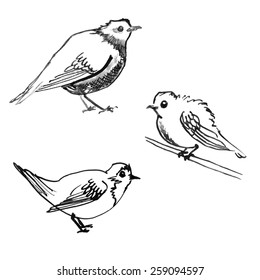 Set of sketchy birds isolated on white/ Hand drawn ink illustration/ Vector background