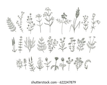 Set of sketchy hand drawn flowers. Vintage style field flowers and plants illustration collection. Creative vector floral elements for package of postcard decoration.