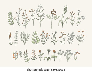 Set of sketchy hand drawn flowers. Vintage style field flowers and plants illustration collection. Creative vector floral elements for package of postcard decoration.