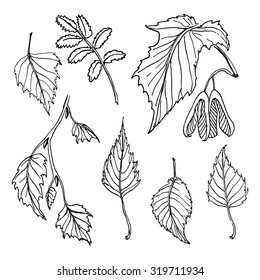 Set of sketchy style leaves in black and white/  Floral design elements/ Vector illustration