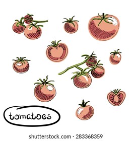 Set of sketchy style tomatoes isolated on a white background/ Hand drawn vector illustration