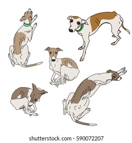 Set Of Skinny Italian Greyhounds. Dog Collection