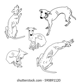 Set Of Skinny Italian Greyhounds. Dog Collection