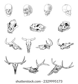 Set of skulls. Human and animal skulls. Vector illustrations. Isolated objects on a white background. Hand-drawn style.