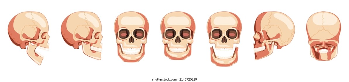 Set of Skulls Skeleton Human heads front, back, side views. Human jaws model with an open and closed mouth. Realistic flat natural color 3D concept. Vector illustration of anatomy isolated on white