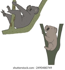 Set of sleeping koalas isolated on the tree.