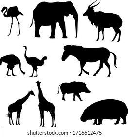 set of slhouettes of african animals (ostrich, giraffe, elephant, zebra, warthog, nyala, flamingo, pigmy hippo) vector isolated on white background