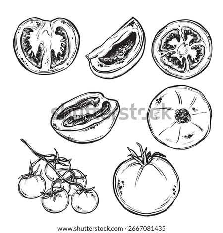 Set of slice and whole tomato isolated on white background. Vector ink vintage engraving illustration for menu, web and label. Hand drawn in a graphic linear drawing cherry tomatoes on a branch.