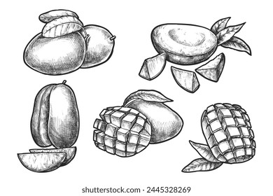 Set of sliced and chopped mango. Vector isolated sketch of stone fruit from India. Tropical farming and harvesting. Exotic plant for vegan or vegetarian food or nutrition. Natural and organic meal