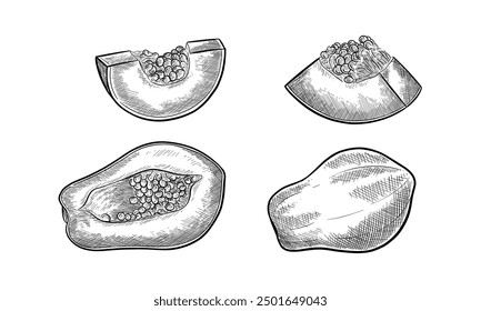 set of Sliced papaya fruit sketch. Vector pawpaw with seeds. Realistic hand drawn edible and organic carica. Food for vegetarian or vegan dessert. Botany and biology papaw illustration. Agriculture 