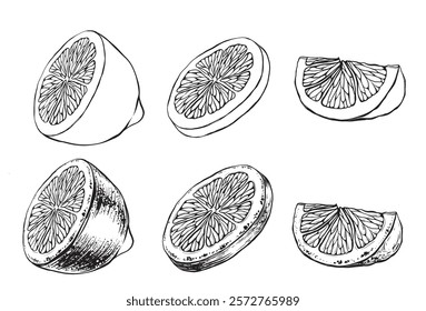 Set of slices of lemon or a quarter of an orange isolated on white background. Vector ink vintage engraving illustration for menu, web and label. Hand drawn in a graphic style linear drawing fruit.