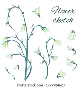 Set of small blue flowers on a white background. Vector illustration of wildflowers, hand-drawn sketch.