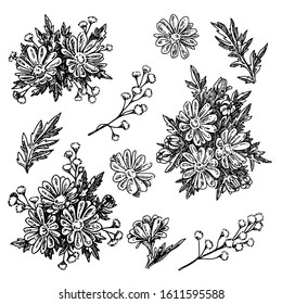 Set of small bouquet of daisies, leaves and flowers. Sketch. Engraving style. Vector illustration.