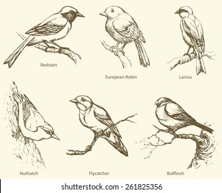 Set of small forest birds: Bullfinch, Innkeeper, Nutpecker, Mugimaki, Excubitor, European Robin. Monochrome freehand ink drawn background sketch in art scribble style pen on paper with space for text