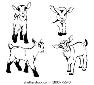 Set of small goats. Collection of decorative farm animals. Domestic farm animals. Vector illustration isolated on white background.