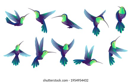 Set of small hummingbird cartoon animal design smallest bird in world vector illustration isolated on white background