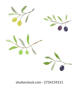 Set of Small Olive Twigs and Leaves