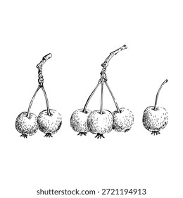 Coloque pequenas maçãs do paraíso. Ilustração desenhada à mão.