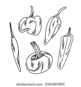 set of small peppers of different shapes in doodle style, hot and gregarious, vegetable illustration