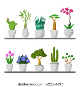 Set of small plants on shelf, flat style design. Vector houseplant with pot. Cactus, bamboo, aloe, baobab, orchid, tulip flower, violet, ?oin tree, other different plants.