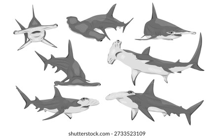 A set of smooth hammerhead sharks. Sphyrna zygaena sharks. Realistic vector cartilaginous fish.