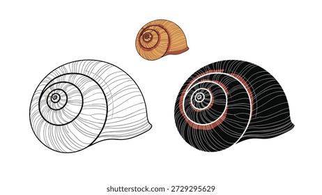 Set of snail shell illustrations presented as a detailed color version, a line drawing, and a solid black silhouette.