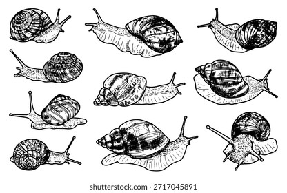 Set of snails. Sketch vector hand drawn. Gastropod mollusk. Wild life. Animals with spiral shells. Coil slug. Grape snail, Achatina. Nature illustration. Engraving graphic art.