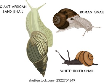 Set of snails.Giant African land snail (Lissachatina fulica), Roman snail (Helix pomatia) and white-lipped snail (Cepaea hortensis) isolated on white background