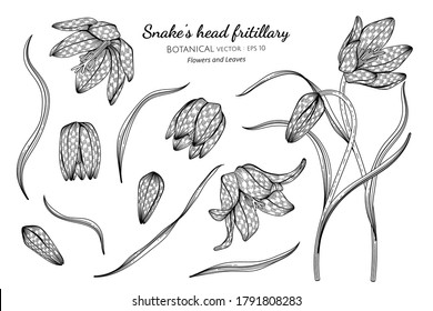 Set of Snake's head fritillary flower and leaf hand drawn botanical illustration with line art on white backgrounds. 