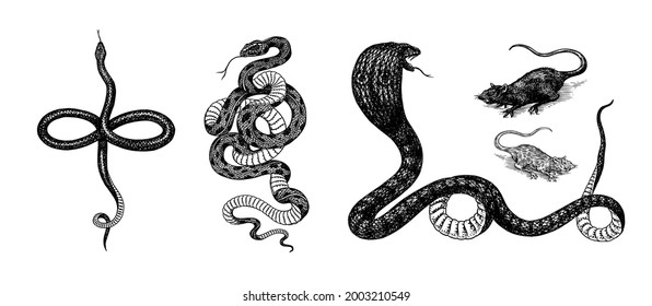 pythonidae