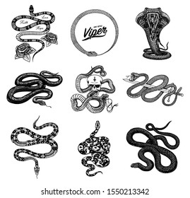 Set of snakes reptiles. Serpent cobra and python and Poisonous Viper. Engraved hand drawn old sketch for Tattoo. Vintage anaconda for sticker or logo or t-shirts.