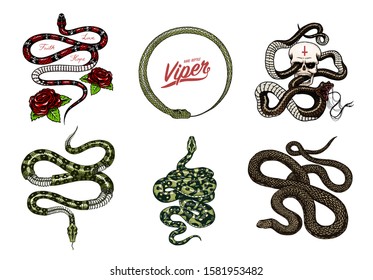 Set of snakes reptiles. Serpent cobra and python and Poisonous Viper. Engraved hand drawn old sketch for Tattoo. Vintage anaconda for sticker or logo or t-shirts.