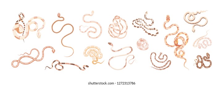 Set of snakes or serpents of different type, size, skin pattern and color isolated on white background. Collection of exotic carnivorous wild reptiles. Colorful vector illustration in flat style.