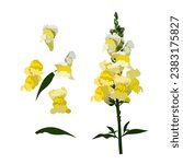 Set of Snapdragon flowers (Antirrhinum) isolated on white background. vector illustration.