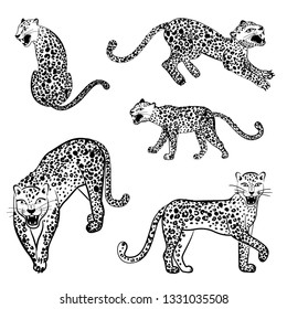 Set of snarling leopards in different poses. Vector illustration isolated on white background. 