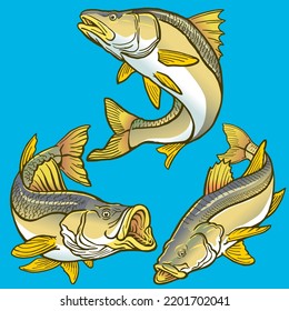 set of snook fish template for premium pack