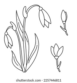 Está decorado con un doodle de flor de Snowdrop. Ilustración del vector de contorno dibujado a mano.