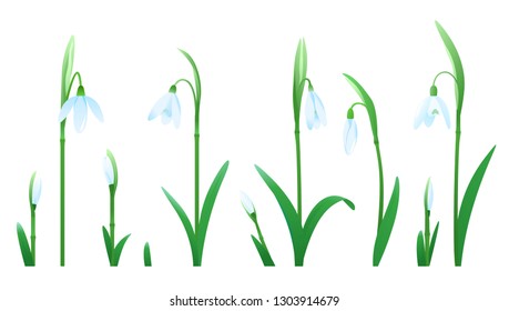 Set of snowdrop flowers of different sizes and stages of flowering for compositions isolated on white
