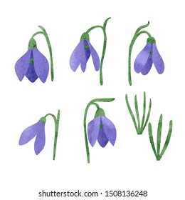 Set of snowdrop flowers isolated on white. Vector watercolor spring flowers.