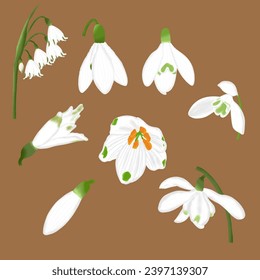 Conjunto de Flores de Nieve. Florecimiento de primavera, elementos de diseño floral para la invitación de primavera o la tarjeta de saludo.