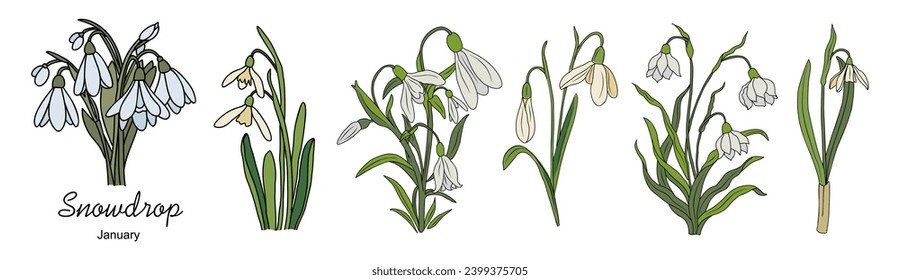 Juego de flores Snowdrop Enero, el vector de flores del mes de nacimiento