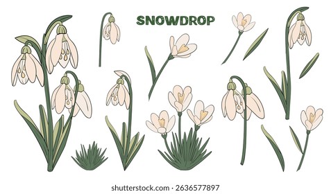set snowdrop spring wild flowers with leaves. collection flower drawn in vector by hand on white isolated background