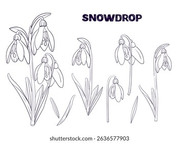 set snowdrop spring wild flowers black and white line. collection outline flower drawn in vector by hand on white isolated background