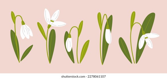 Set of snowdrops. First spring flowers. Delicate flowers of snowdrops for your design. Vector illustration.