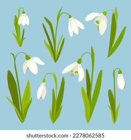 Set of snowdrops on blue background. Wild spring blooming flowers. Flat vector illustration