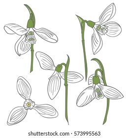 Set of snowdrops on white background, vector illustration
