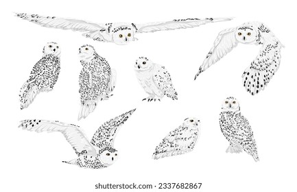 Set of snowy owl Bubo scandiacus in different poses. Male and female Arctic owls sit and fly. Realistic vector birds of the North.