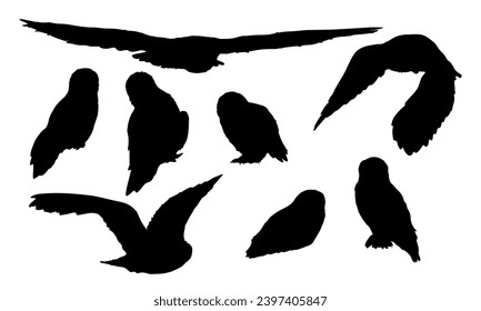 Conjunto de siluetas bubo scandiacus de búho nevado en diferentes poses. Las lechuzas del Ártico, machos y hembras, se sientan y vuelan. Aves vectoriales realistas del Norte.