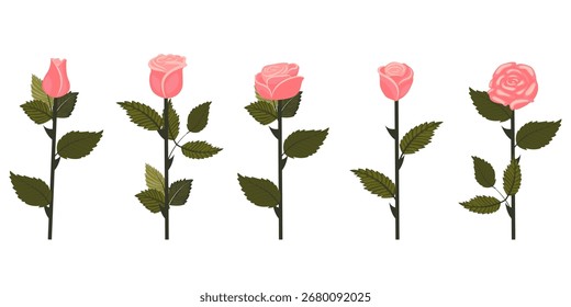 Conjunto de rosas rosadas suaves. Cinco flores en subgrupos rectos. Ilustración vectorial aislada sobre fondo blanco.